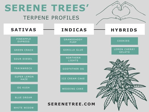 serene-tree-cannabis-profiles-all-terpenes-infographic
