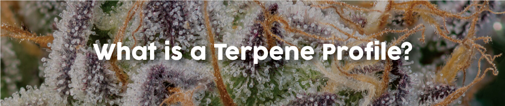 what-is-a-terpene-profile