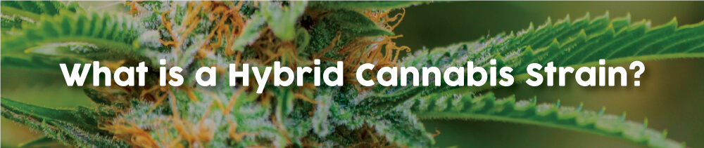 what-is-a-hybrid-cannabis-strain
