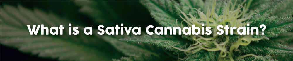 what-is-a-sativa-cannabis-strain