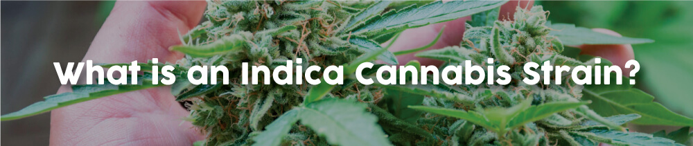 what-is-an-indica-cannabis-strain
