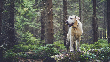CBD For Dogs: A primer for your best friend | Serene Tree