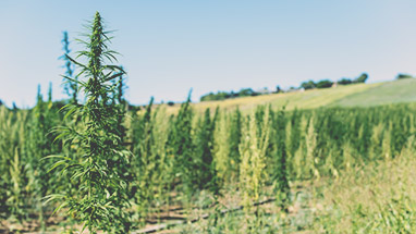 Where does CBD come from? An easy overview | Serene Tree