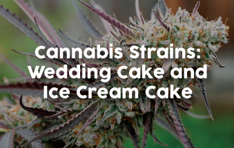 Wedding Cake and Ice Cream Cake Cannabis Strains
