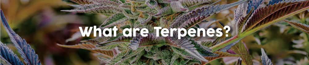 serene-tree-what-are-terpenes