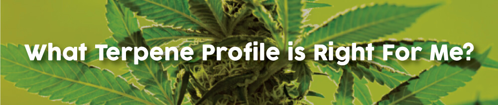 what-terpene-profile-is-right-for-me